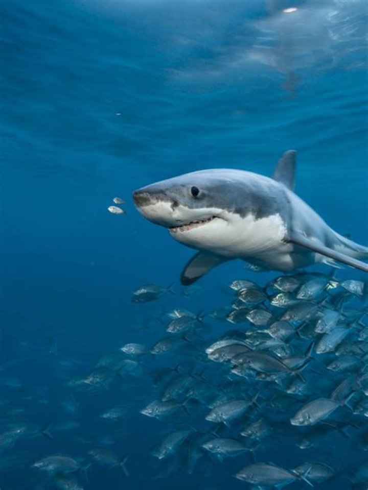 Split image of a shark in Saints Row the Third, a pirate in Assassin's Creed Black Flag, and Niko in Grand Theft Auto IV