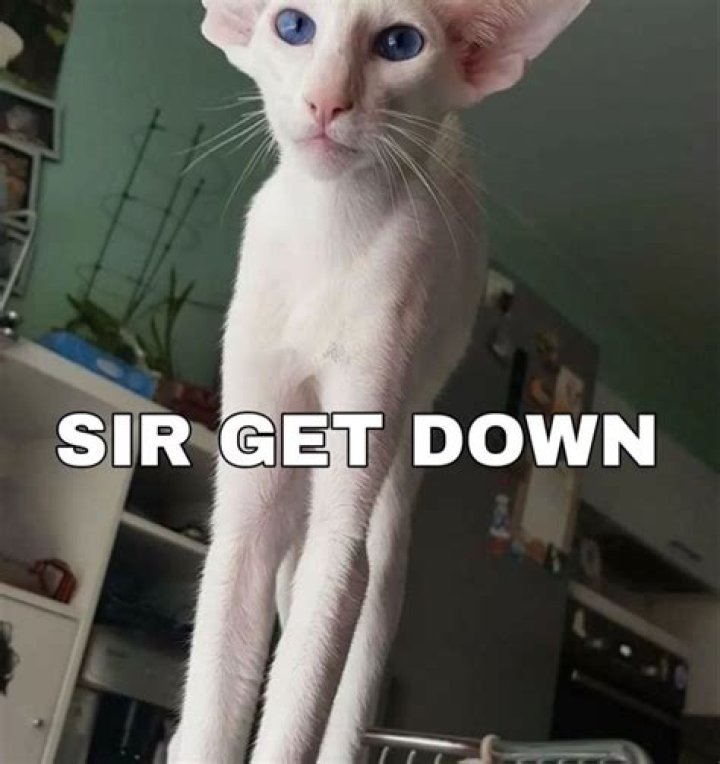 Stupid Cat, Silly Cats, Stupid Funny Memes, Funny Laugh, Creepy Images