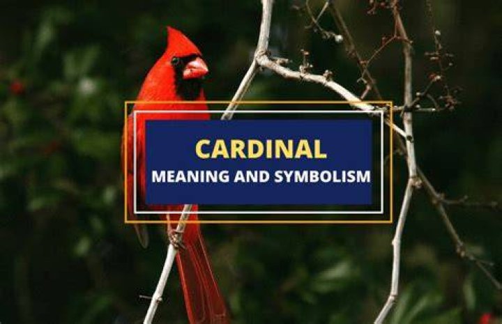 Symbolism Of The Cardinal Bird Symbol Sage