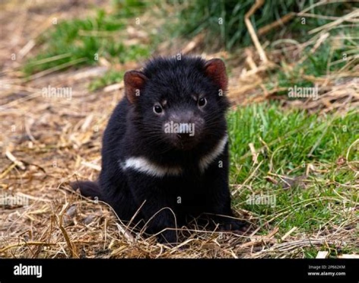 Tasmanian Devil as Wildlife of Ozaar Island in Disney's Animal Kingdom The Movie (2014) 