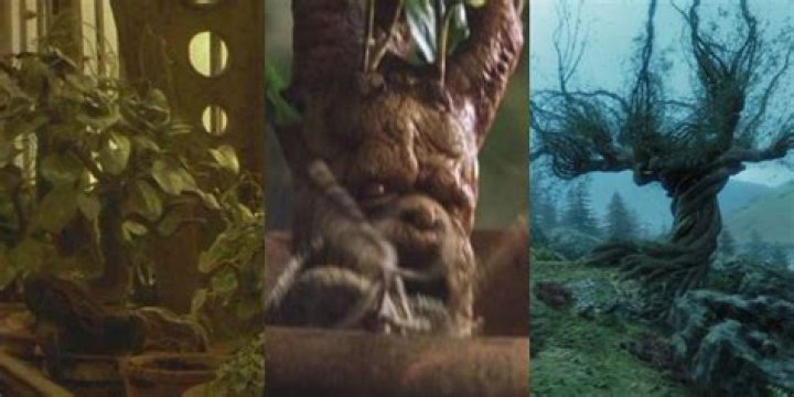 The 15 Most Useful Plants In The Wizarding World