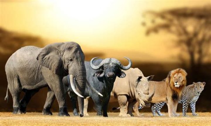 The Big Five The Big Five