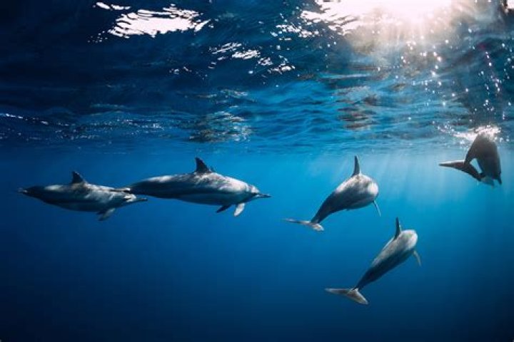 The dolphin could be heard taking gulps of air whenever it surfaced with its mouth open. Photo / Supplied by Dr Steve Dawson