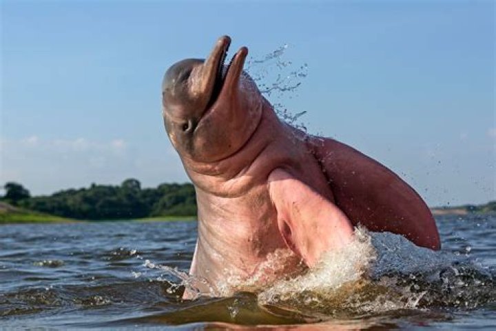 The dolphin was found to adapt easily to its breathing difficulties and over a three year period of observations. Photo / Supplied by Dr Steve Dawson