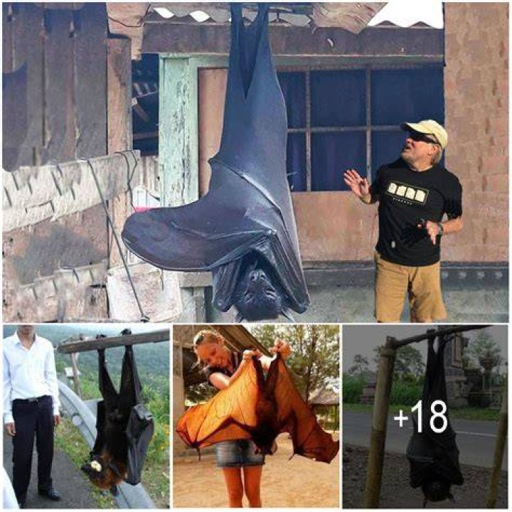 The Human-sized bat in the Philippines. Photo / Twitter via @AlexJoestar622