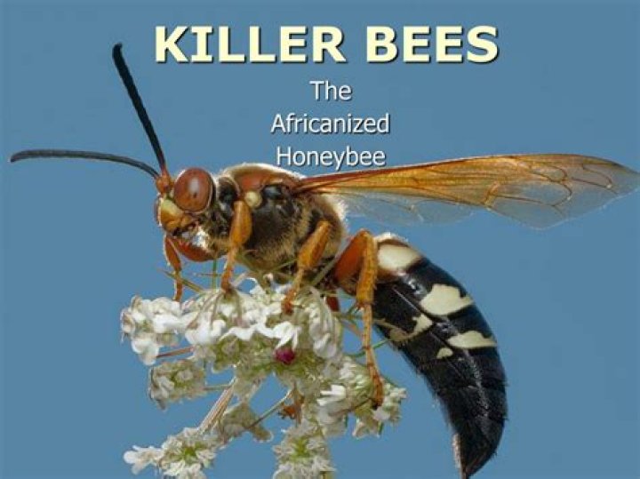 The Killer Bees in their masks.
