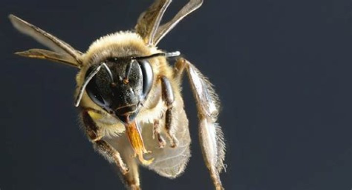 The Killer Bees in UWF as Mask Confusion