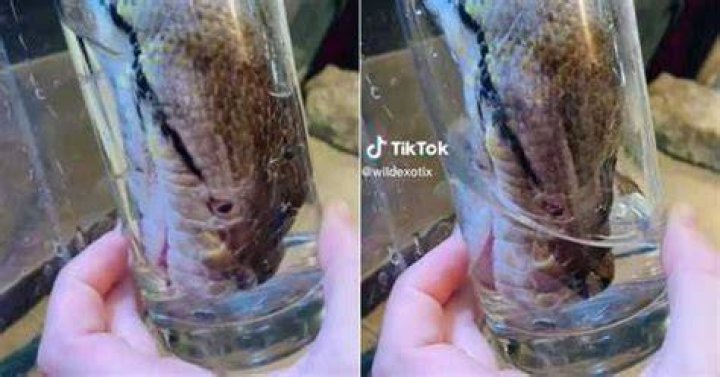 TikTok of Giant Python Dunking Entire Head to Drink Water Gets Over 20M Views As the Internet Is in Awe