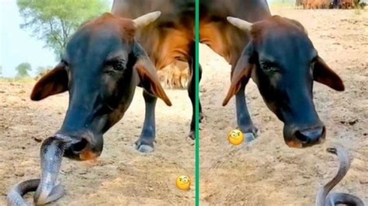 TikTok Video of Brave Cow Licking Cobra Without Getting Bit Confuses Netizens: 