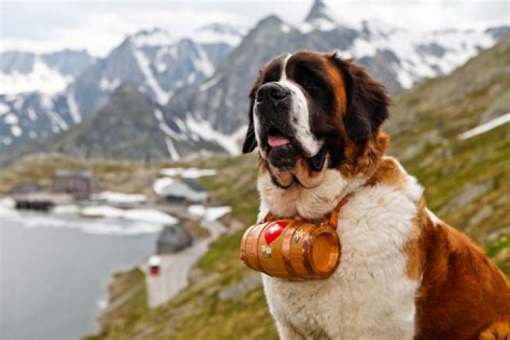 Two Saint Bernard dog take a break as they climb the Great St. Bernard Pass after returning from their winter quarters in Martigny, Switzerland. Photo / AP