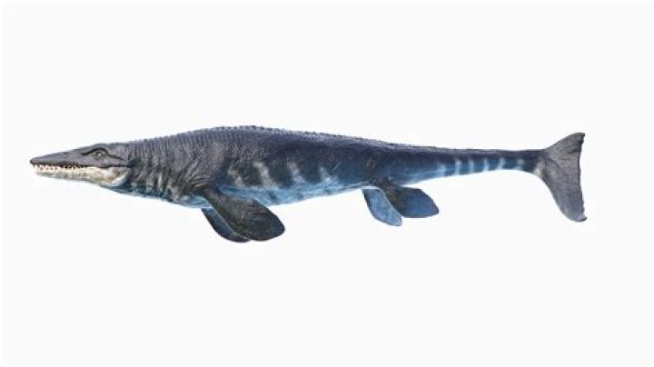 Tylosaurus Fan Casting