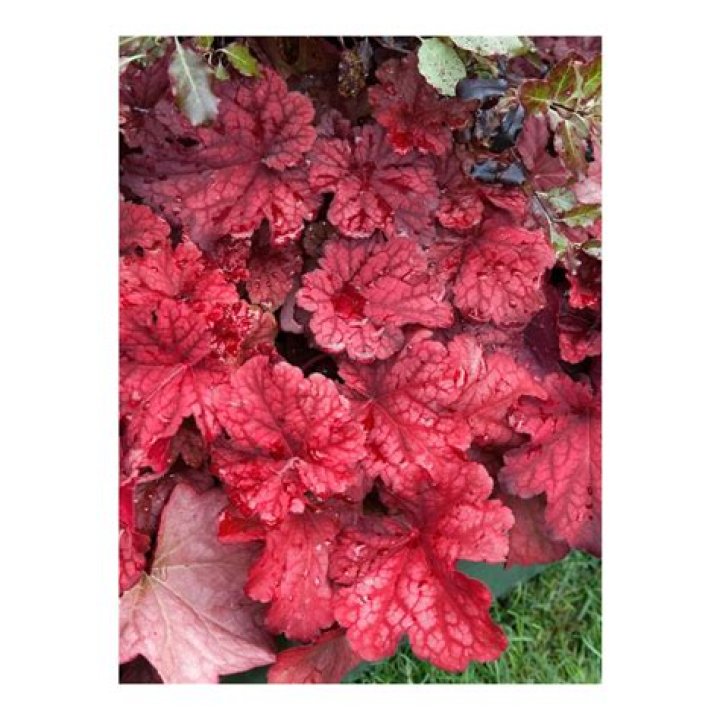 Understanding Autumn Levine: A Comprehensive Guide