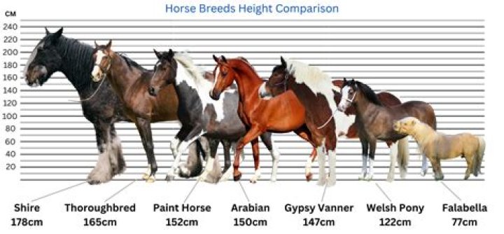 Understanding Filly Height: A Comprehensive Guide For Horse Enthusiasts
