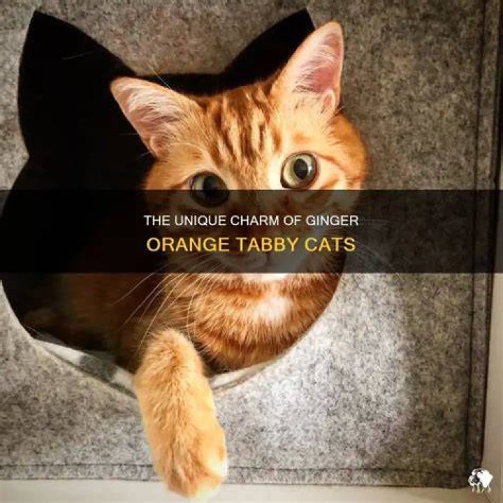 Understanding The Unique Charm Of Strawberry Tabby Cats