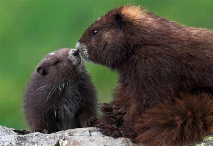 Vancouver Island Marmot Vancouver Island Marmot