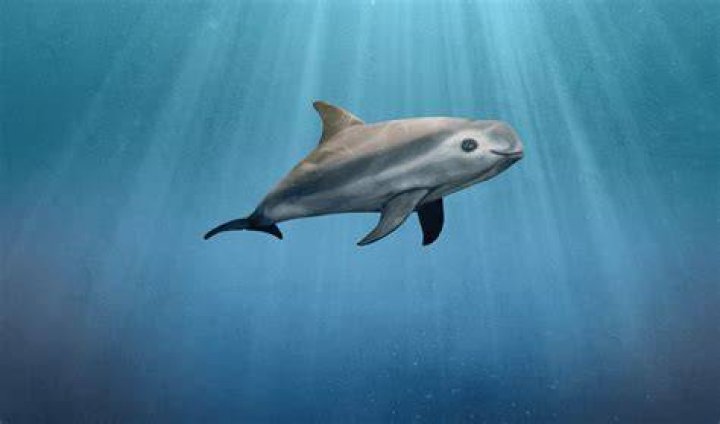 Vaquita in the deep ocean Vaquita in the deep ocean