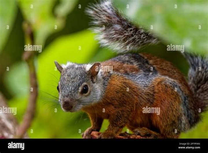 Variegated squirrel eating a gauva on a tree Variegated squirrel eating a gauva on a tree