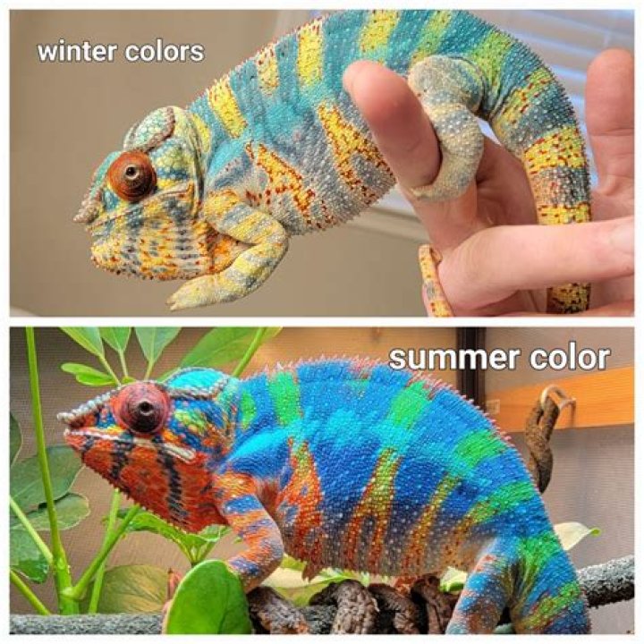 Veiled chameleon firmly gripping a tree branch Veiled chameleon firmly gripping a tree branch