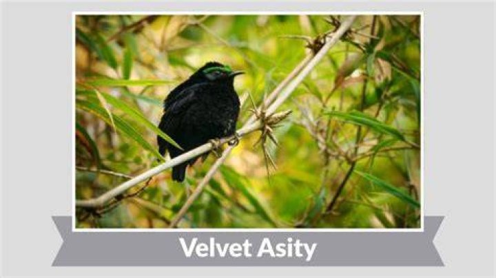 Velvet Asity in a tropical moist lowland forest Velvet Asity in a tropical moist lowland forest
