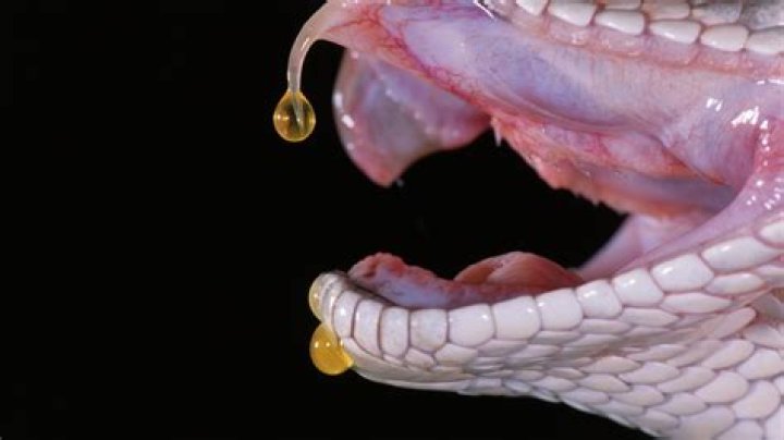 Venom Drops Angelo Fortunato