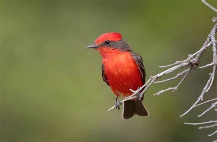 Vermilion flycatcher calling out Vermilion flycatcher calling out