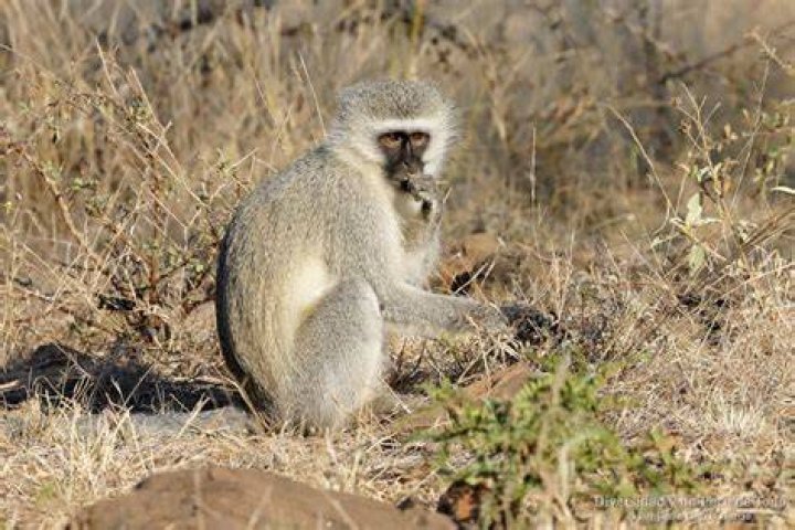 Vervet monkey at Kruger National Park in South Africa Vervet monkey at Kruger National Park in South Africa