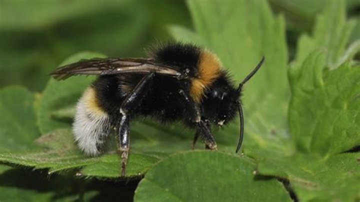Vestal Cuckoo Bumblebee resting on a leaf Vestal Cuckoo Bumblebee resting on a leaf