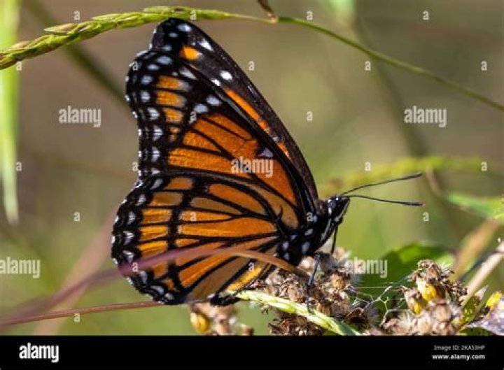 Viceroy butterfly standing on a leaf Viceroy butterfly standing on a leaf