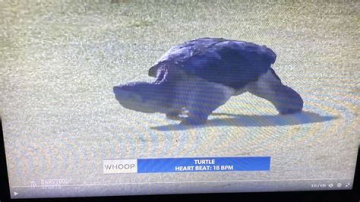 VIDEO: Golf Commentators Spot a Massive Turtle During a Live Event and Can’t
Stop Talking About It