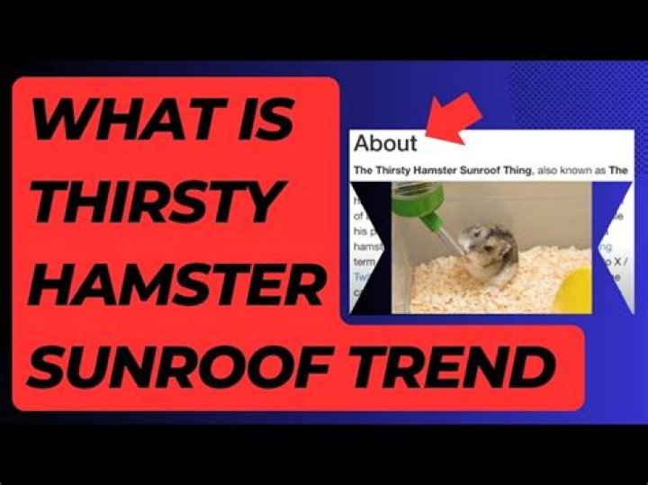 {Video Link} Thirsty Hamster Sunroof Video Leaked On Telegram NSFW