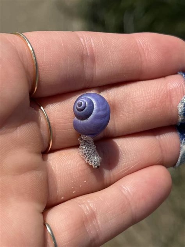 Violet sea snail in an ocean Violet sea snail in an ocean