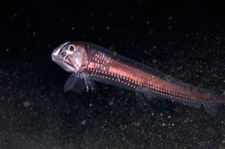 Viperfish in the deep ocean Viperfish in the deep ocean