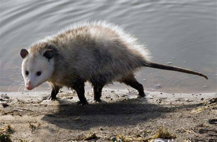 Virginia opossum Virginia opossum