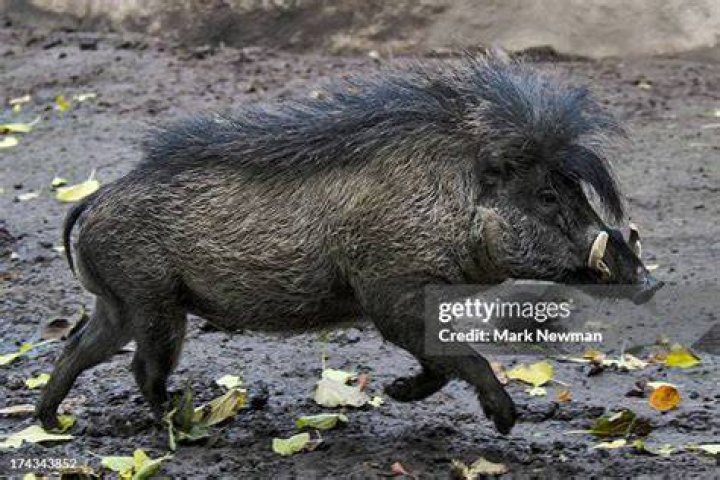 Visayan warty pig running Visayan warty pig running