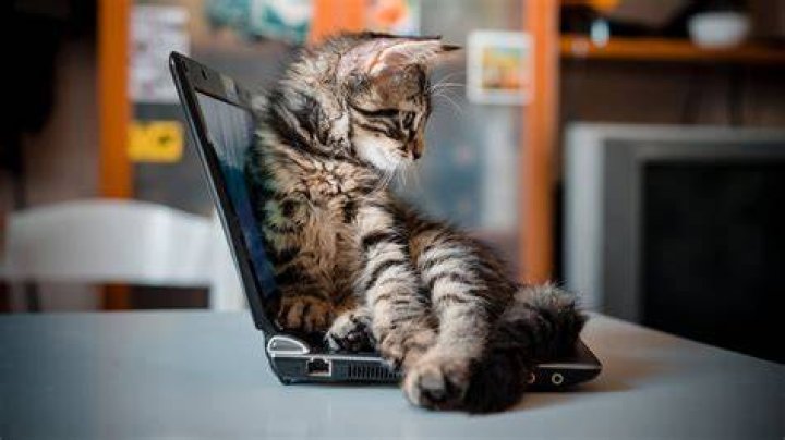 Vivian sitting on a laptop in Moxie