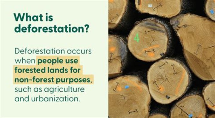 What Is Deforestation? WorldAtlas