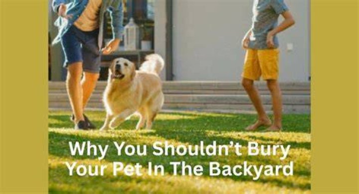 Why you shouldn't bury your pet in the backyard