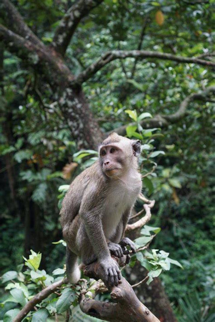 Wild Of Beautiful Monkey, Monkey, Beautiful, Wild Of PNG Transparent